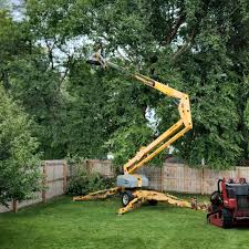 How Our Tree Care Process Works  in  West Hurley, NY